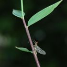 Fliege am Bambus