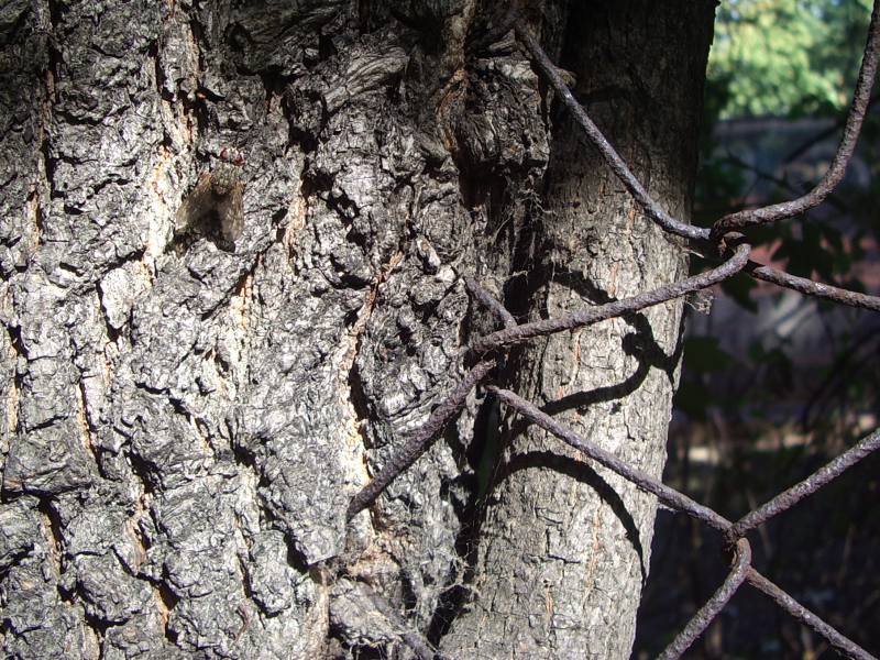 Fliege am Baum