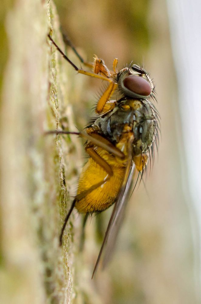 Fliege am Baum