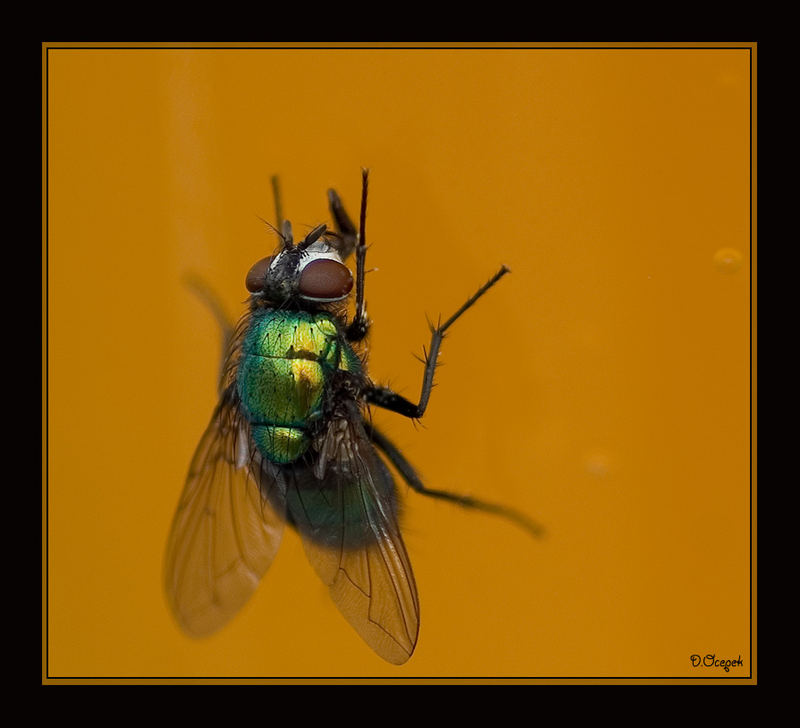 Fliege am Bierglas