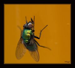 Fliege am Bierglas