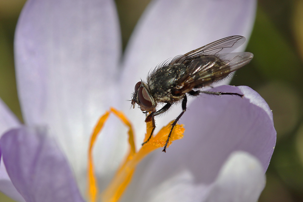 Fliege am Blütenstempel