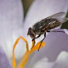 Fliege am Blütenstempel