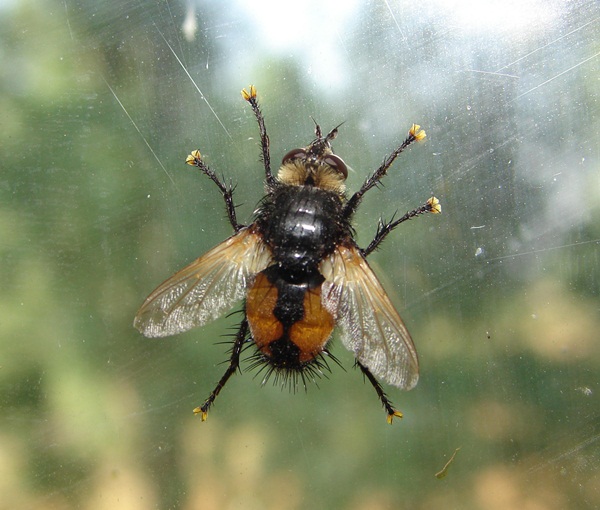 Fliege am Fenster