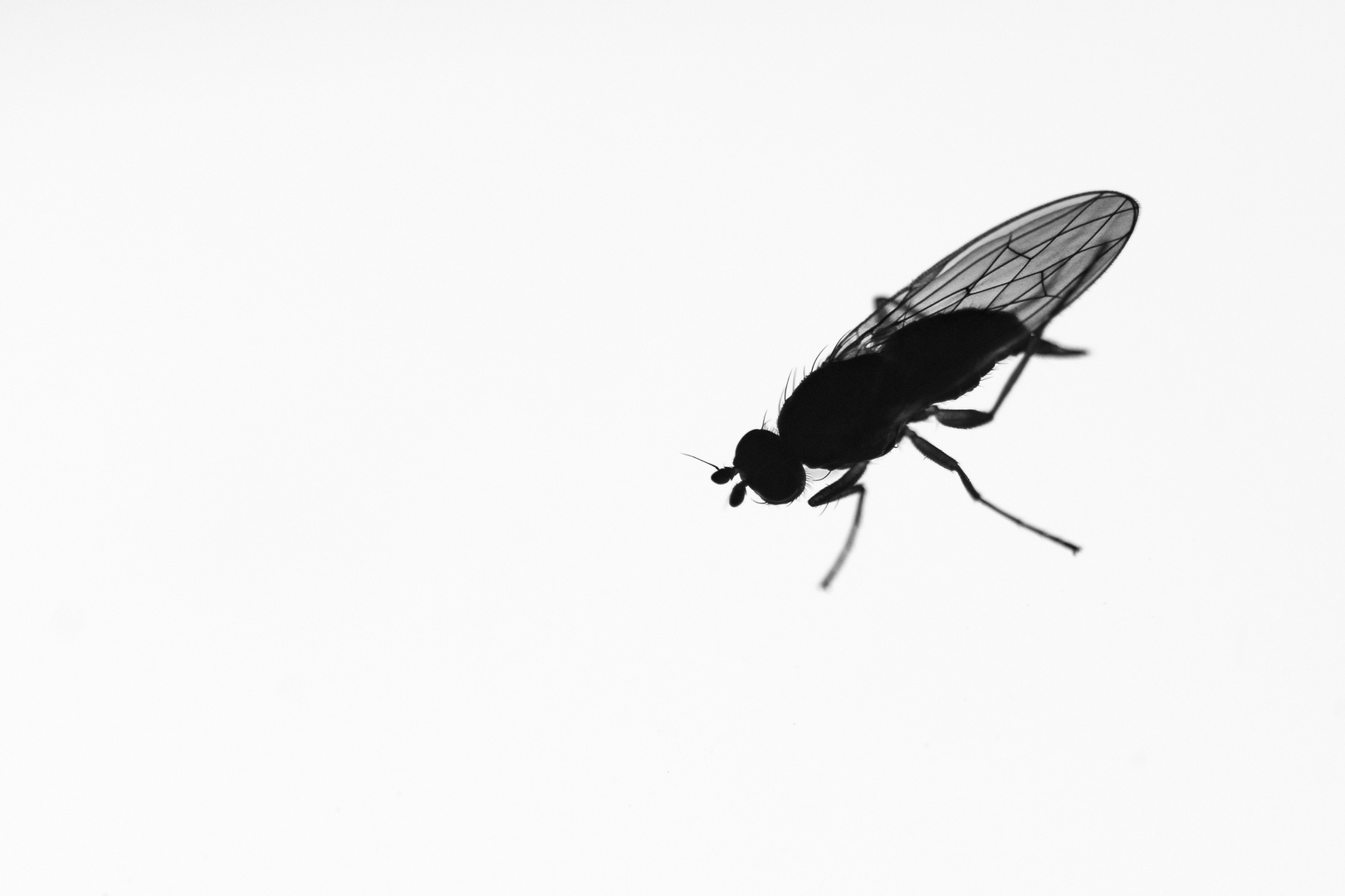 Fliege am Fenster Foto & Bild tiere, natur, insekten