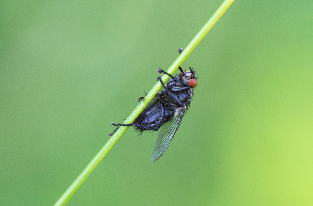 Fliege am Grashalm