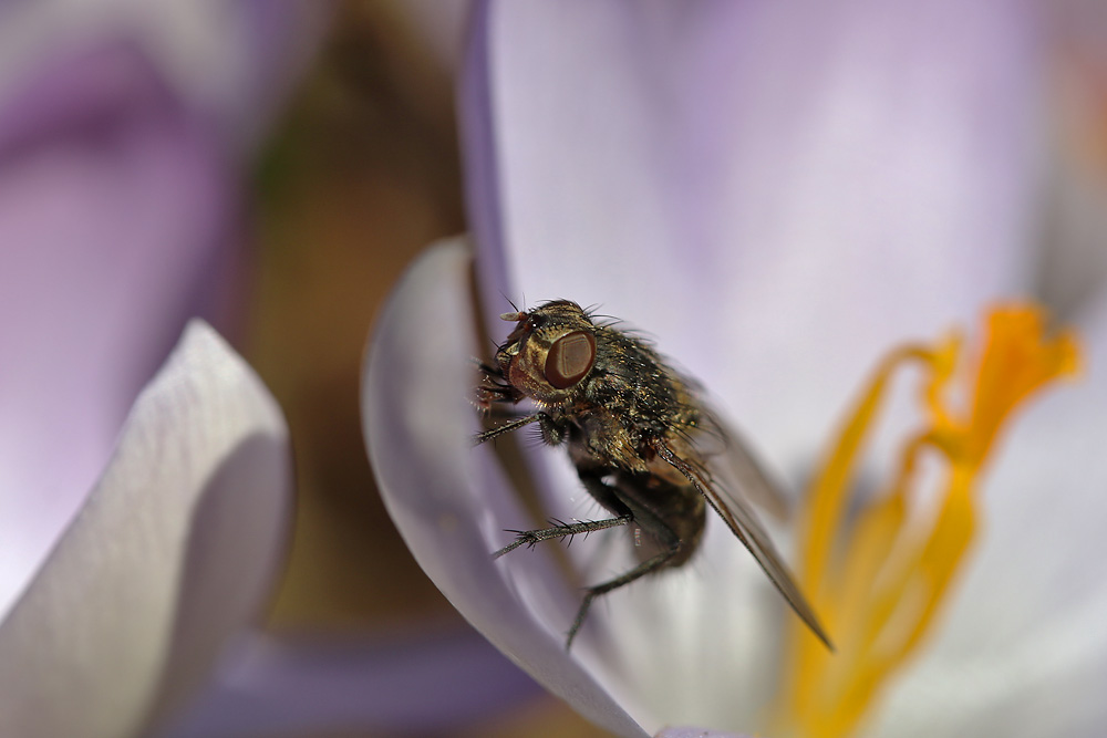 Fliege am Krokus