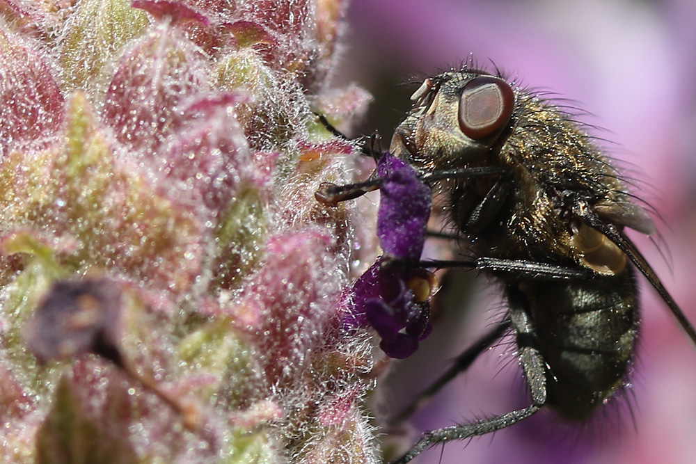 Fliege am Lavendel