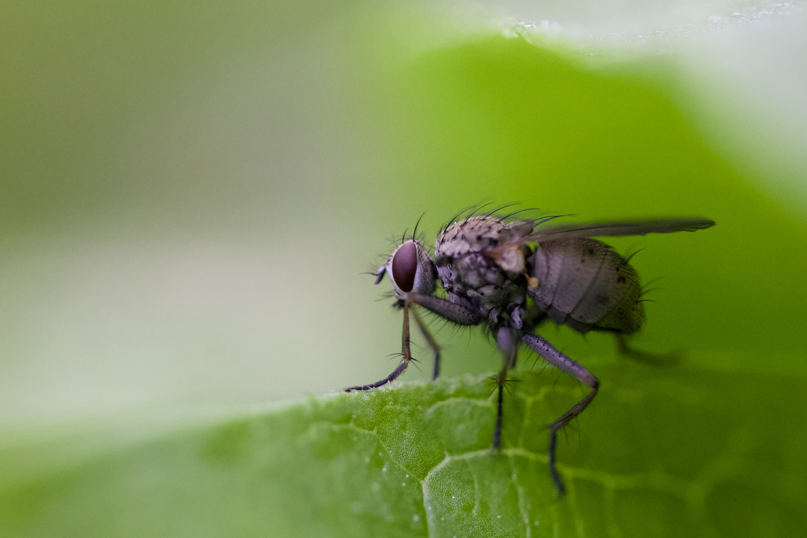 Fliege am Morgen