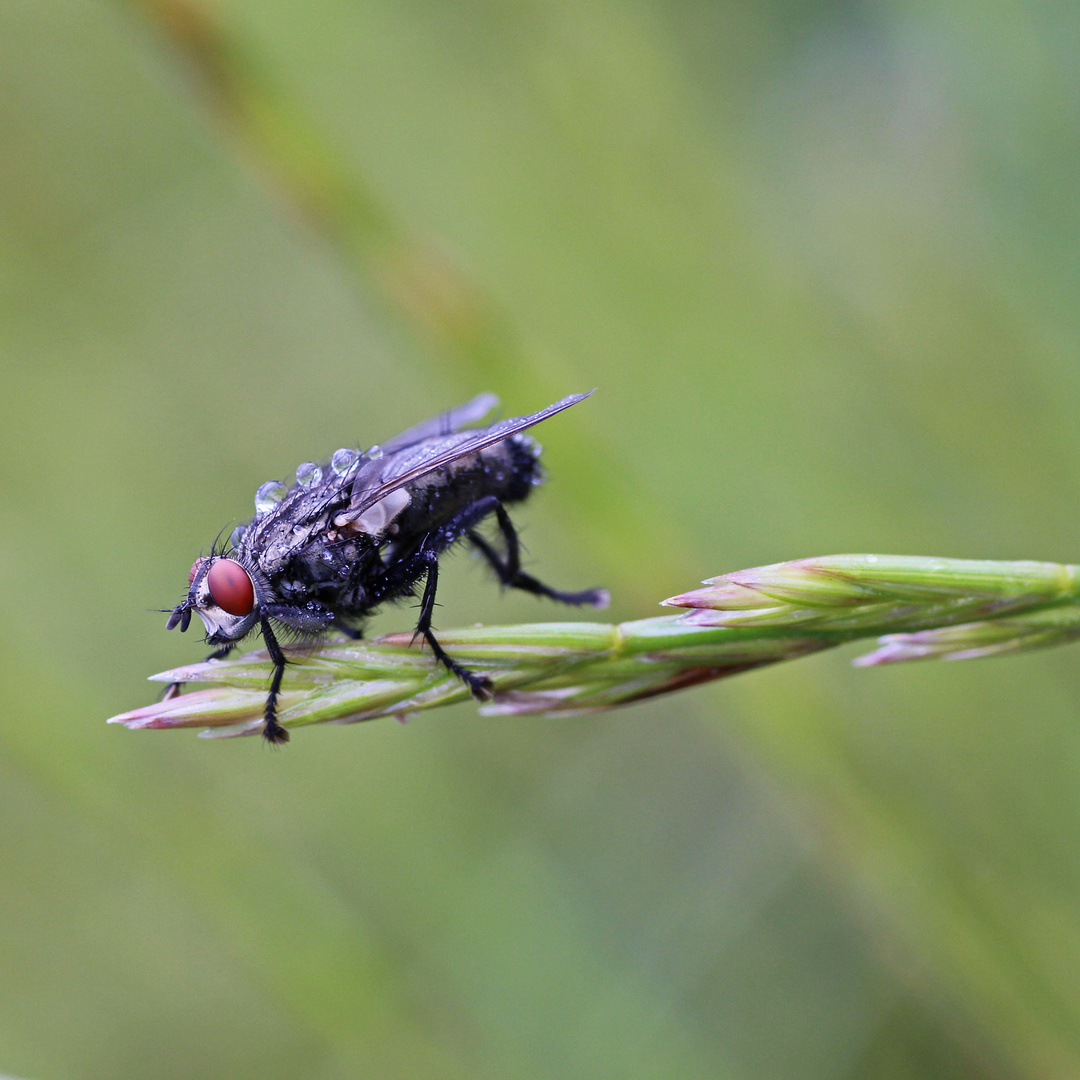 Fliege am Morgen