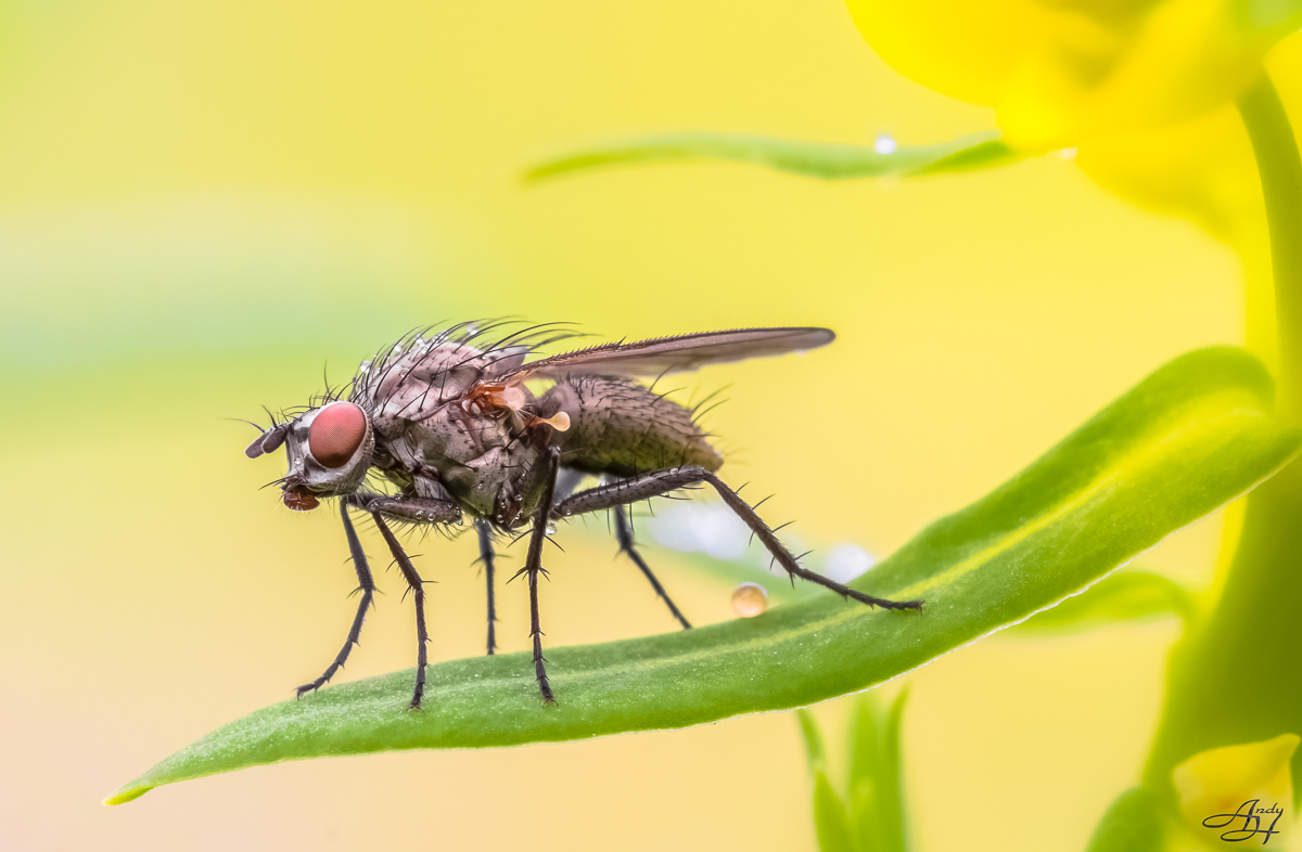 Fliege am Morgen