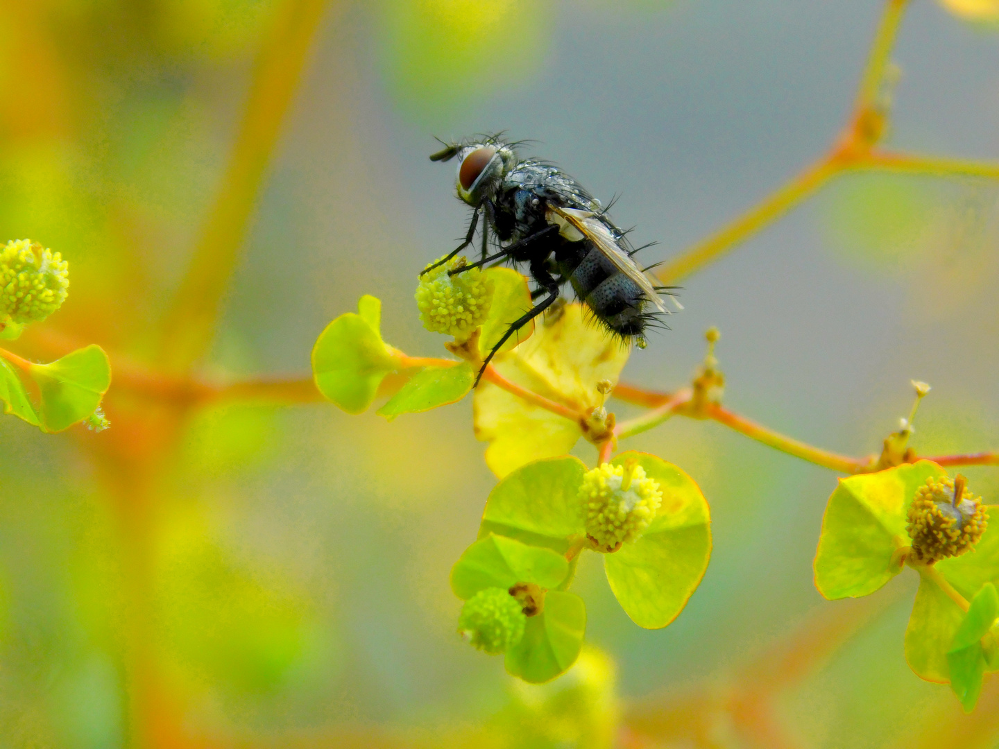 Fliege am Morgen.......