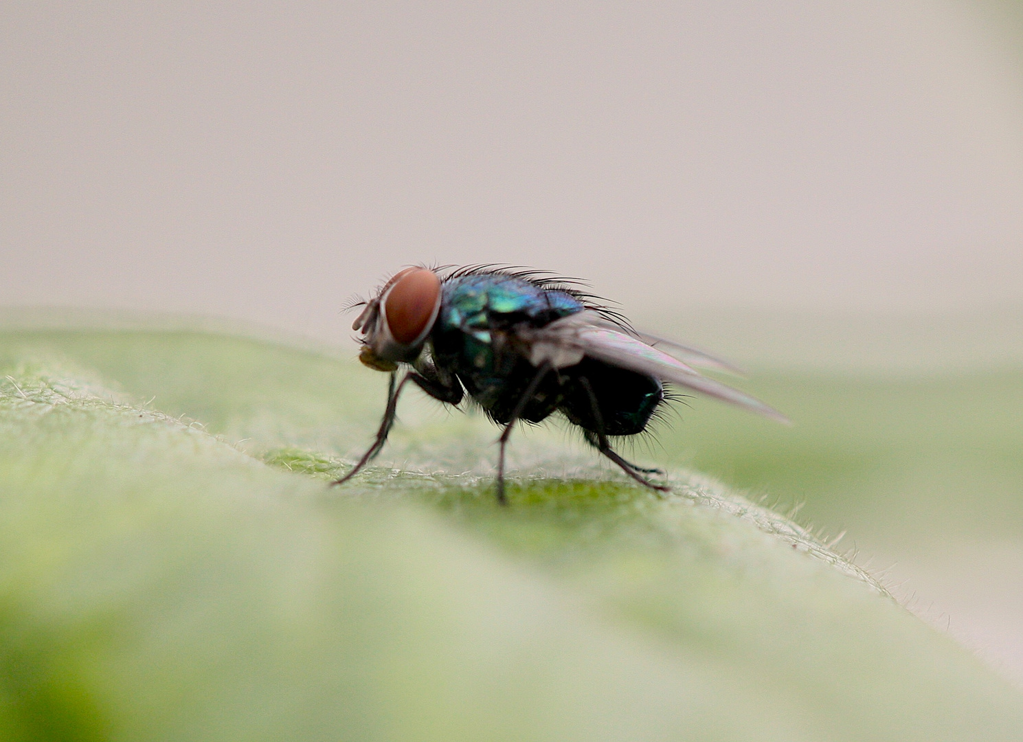 Fliege am Morgen