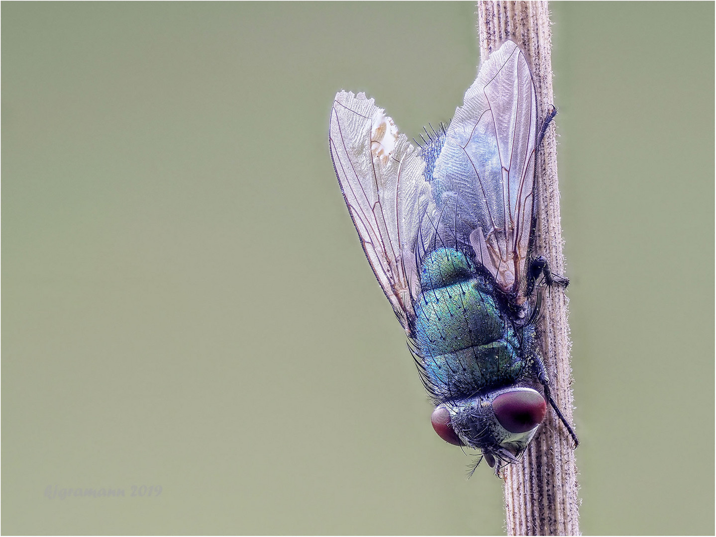 fliege am morgen....