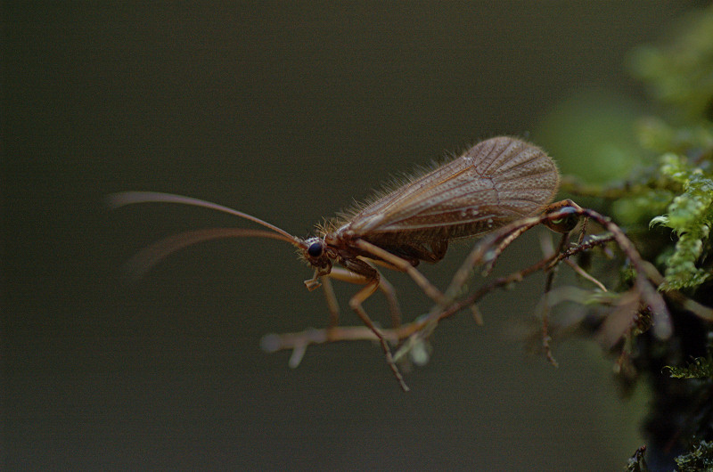 Fliege am Morgen