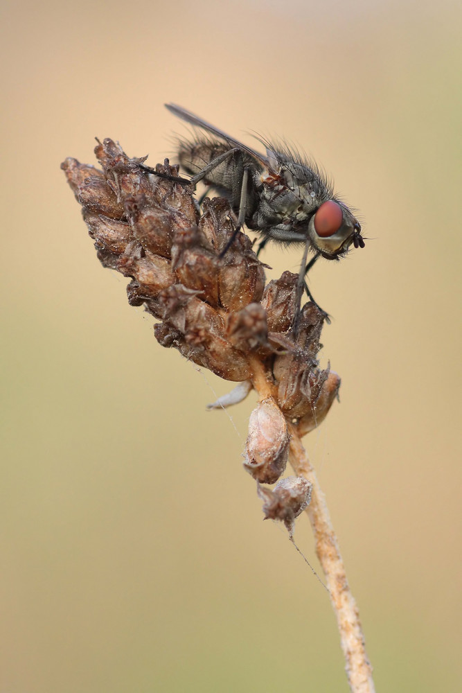 Fliege am Morgen