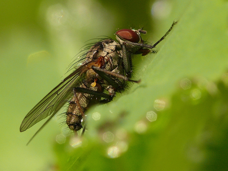 Fliege am Morgen...