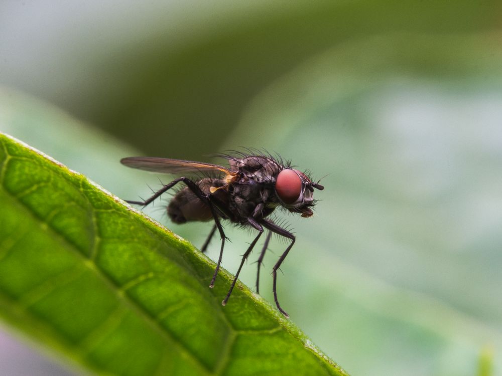 Fliege am Morgen