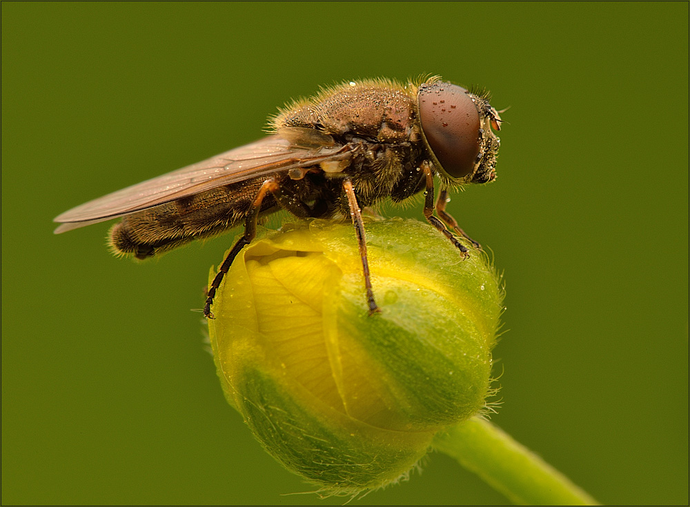 Fliege am Morgen