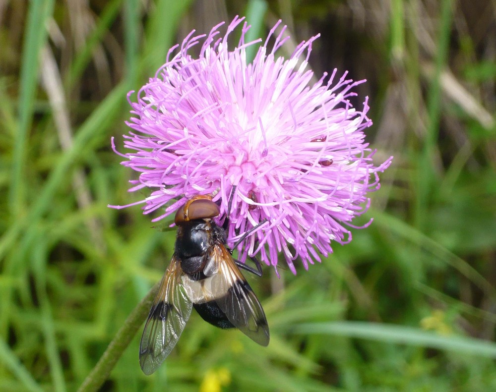 Fliege am Offensee