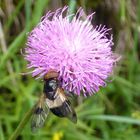 Fliege am Offensee