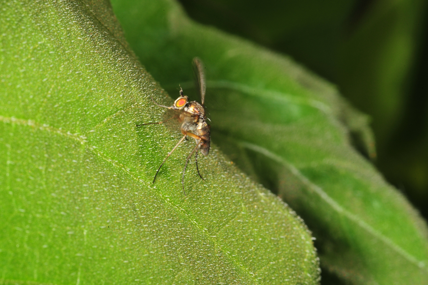 Fliege am starten