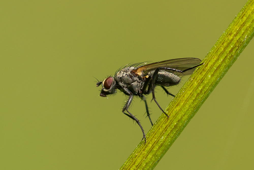 Fliege am Stengel