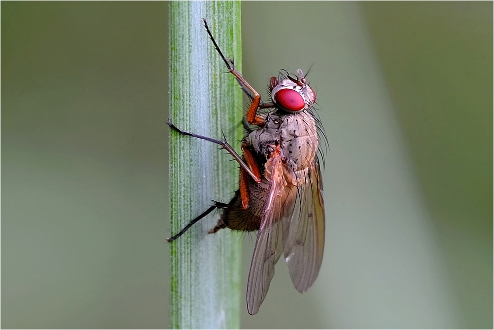 Fliege am Teich