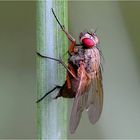 Fliege am Teich