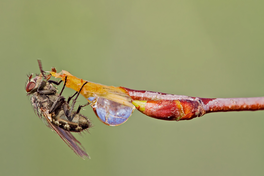 Fliege am Wassertropfen