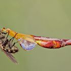 Fliege am Wassertropfen