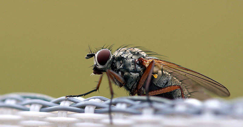 fliege am weidezaun