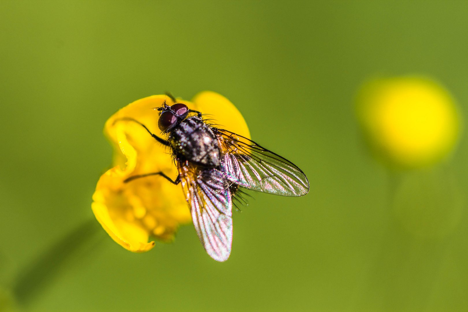 Fliege an Blume