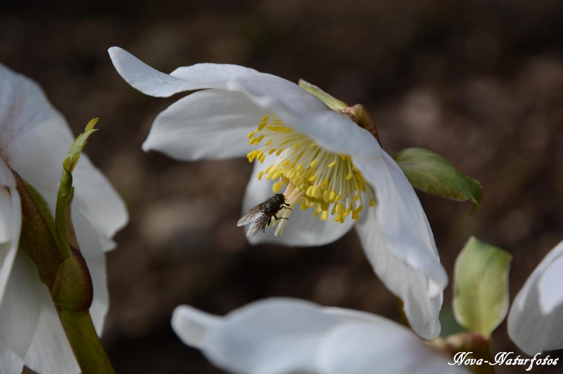 Fliege an Christrose (150308-0057)