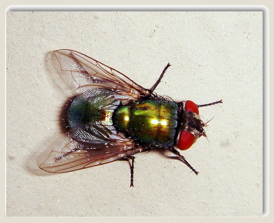 Fliege an der Gartenmauer