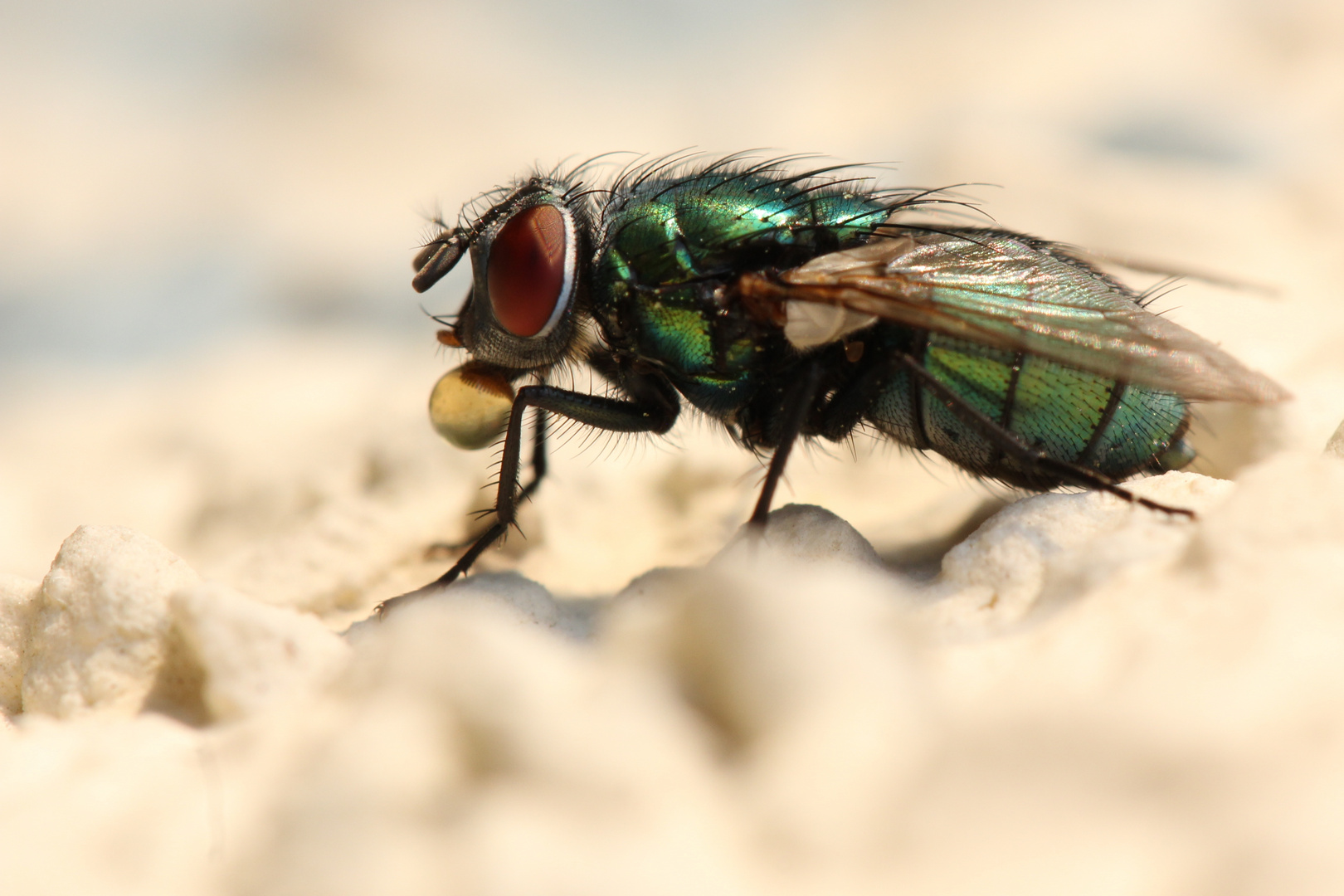 Fliege an der Wand