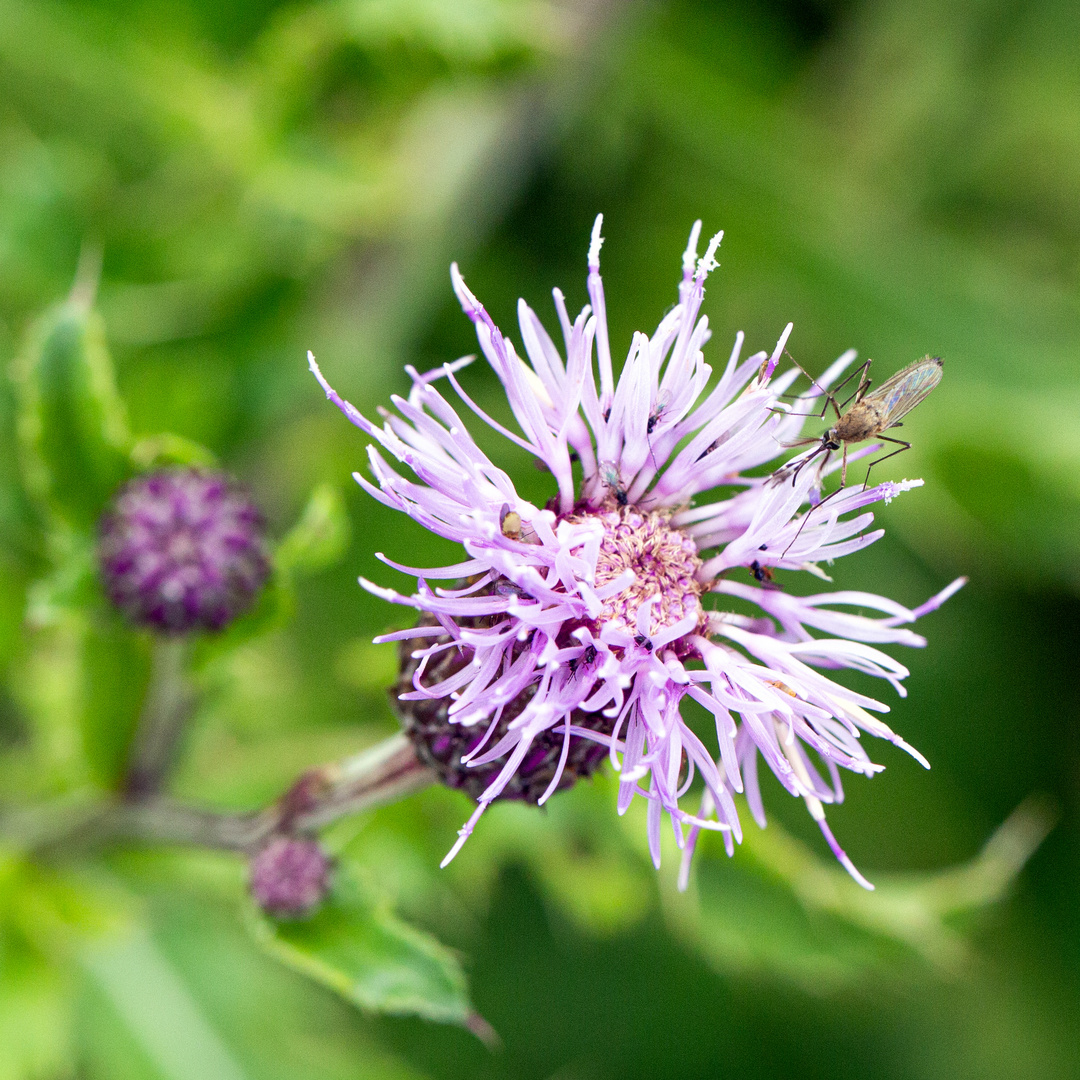 Fliege an Distelblüte