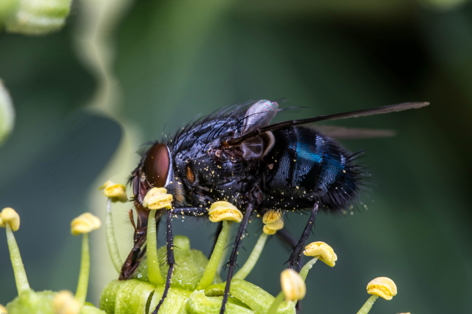 Fliege an Efeublüte