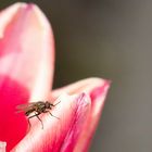 Fliege an einem rotem Tulpenblatt