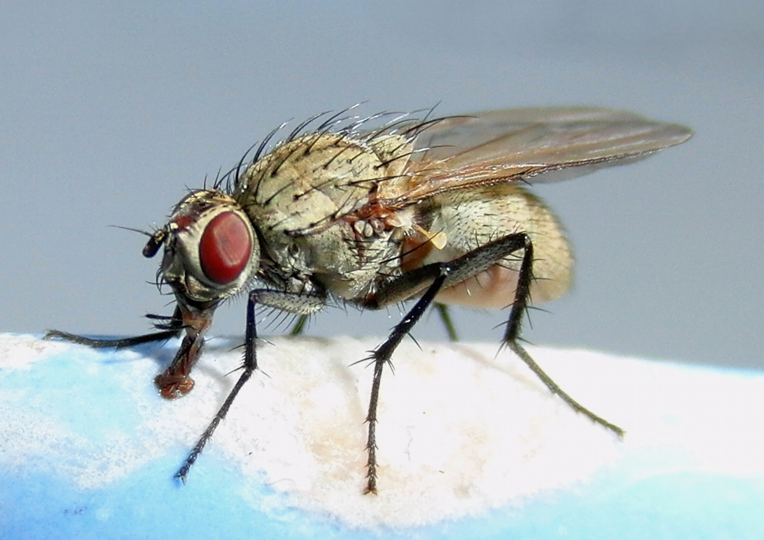 Fliege an Erdbeerquark Foto & Bild | tiere, wildlife, insekten Bilder ... Fliege an Erdbeerquark Foto & Bild | tiere, wildlife, insekten Bilder ...