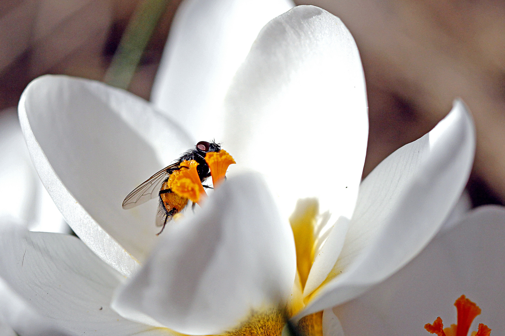 Fliege an Krokuspollen