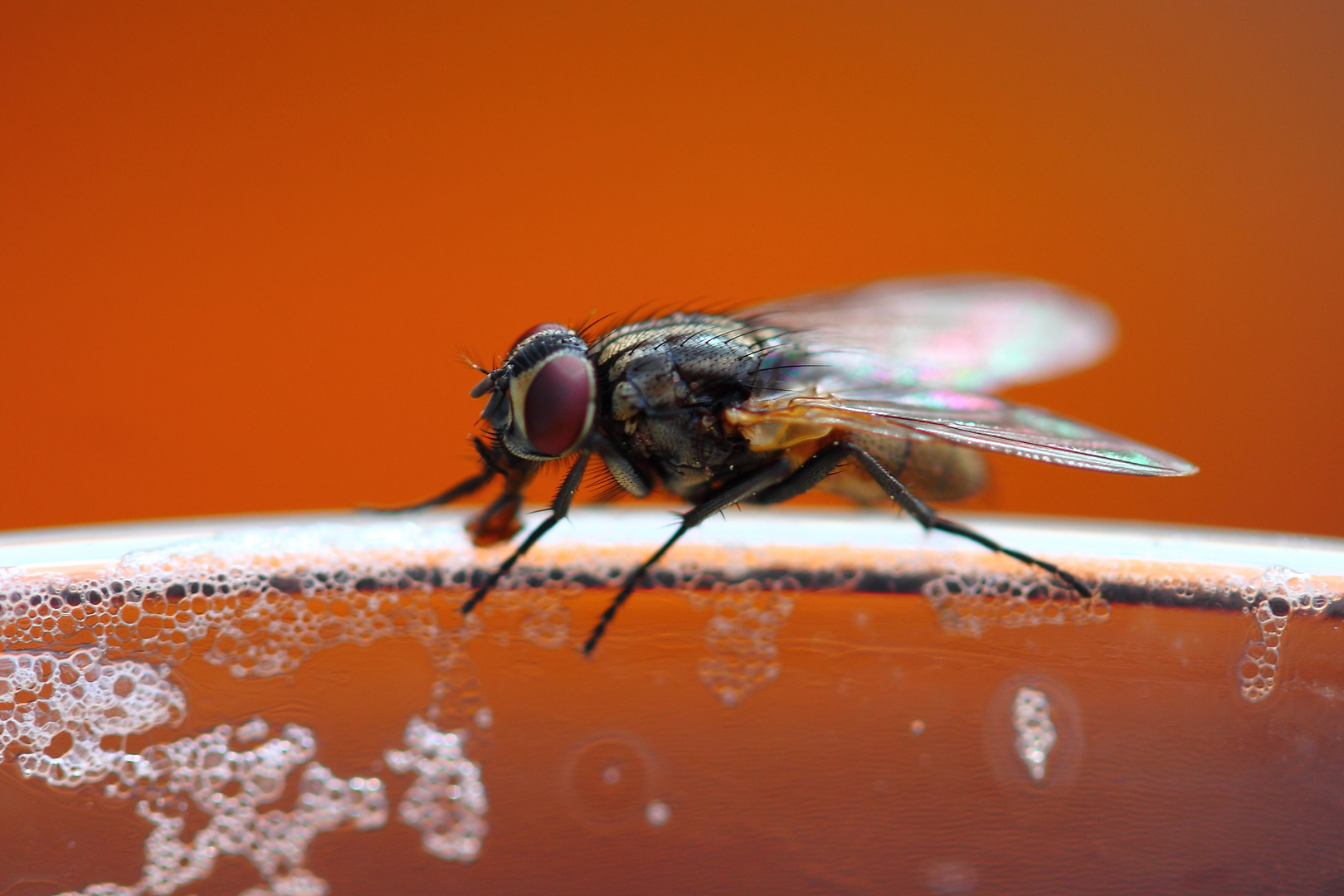 Fliege an Milchkaffee