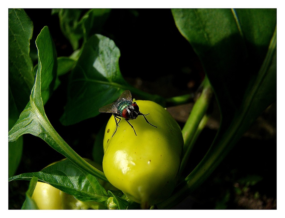 " Fliege an Paprika "