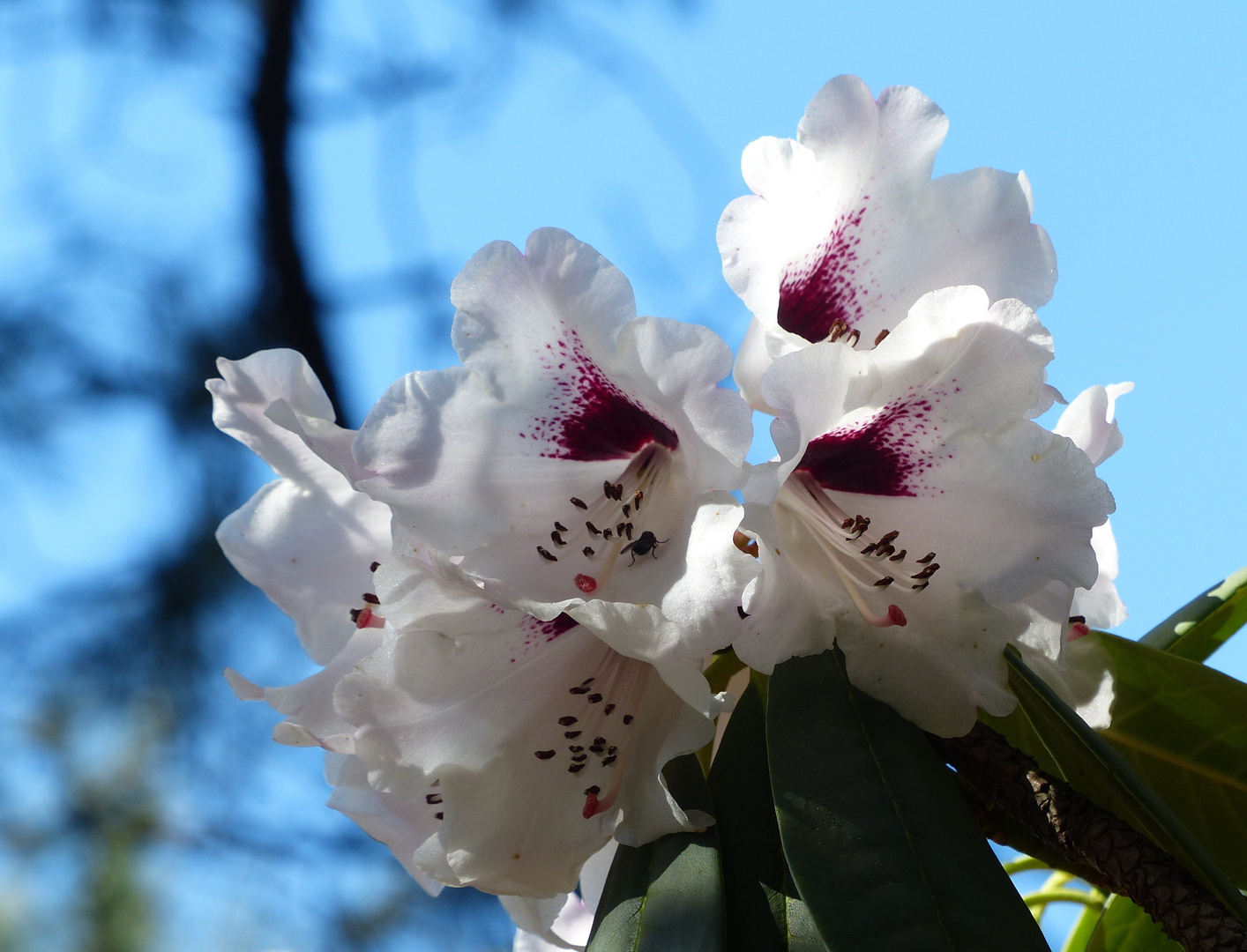 Fliege an Rhododendron