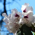 Fliege an Rhododendron