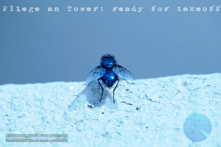 Fliege an Tower_1