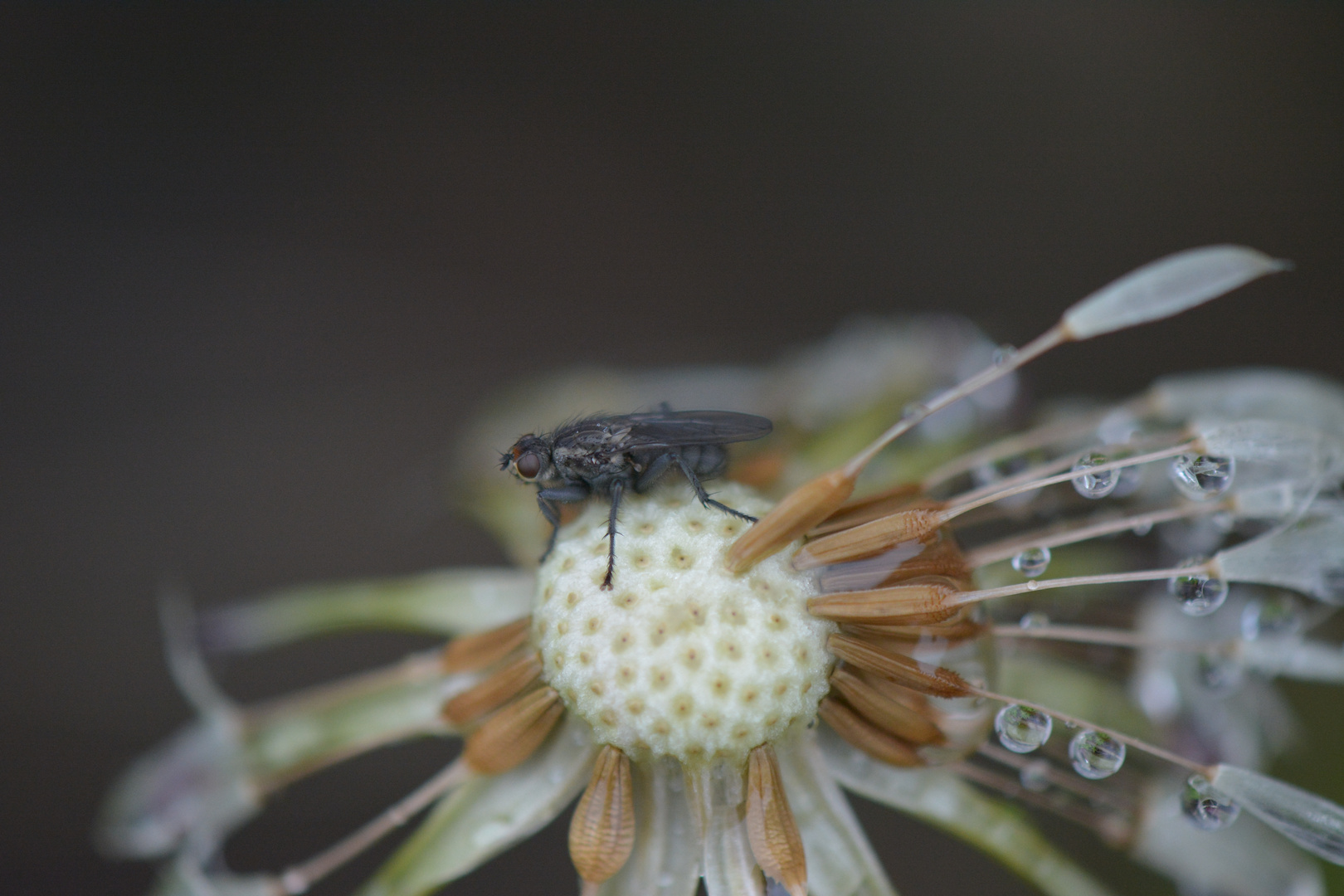 Fliege an Wassertropfen