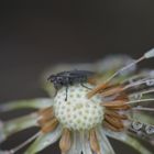 Fliege an Wassertropfen