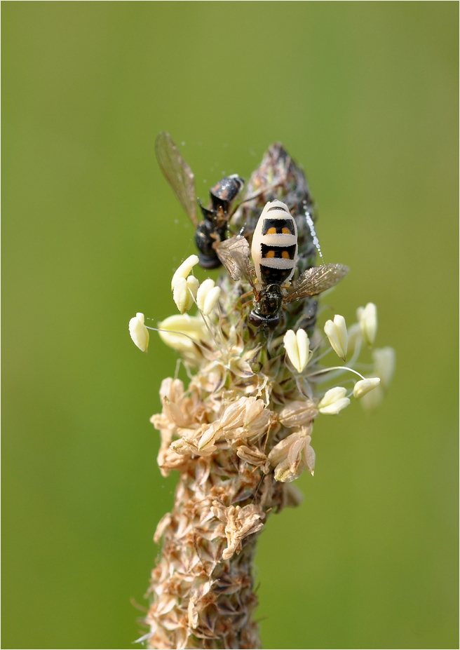 Fliege an Wegerich