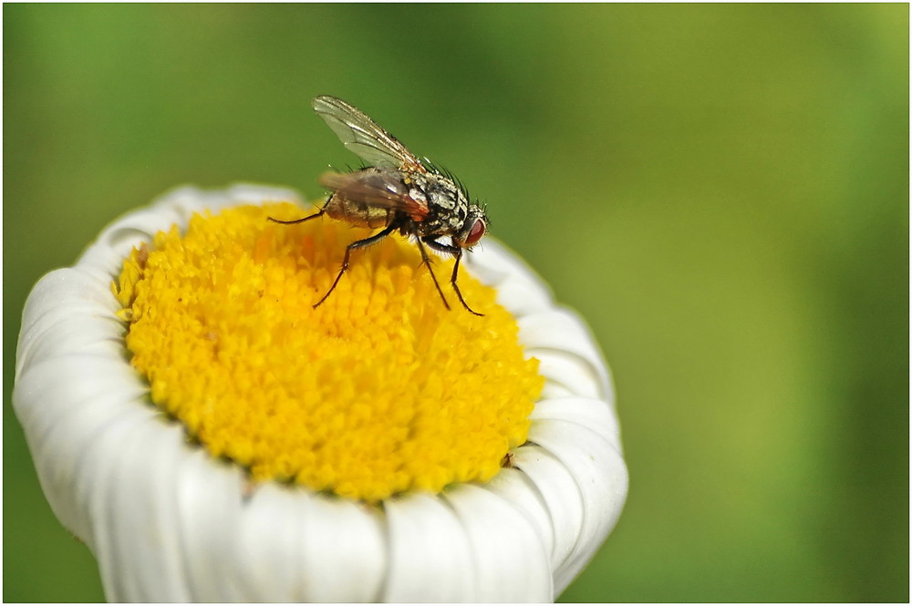 Fliege auf ... (1)